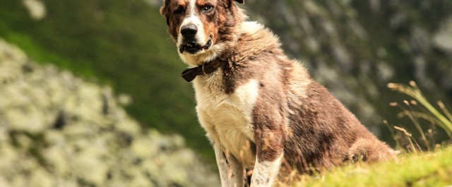 Hundens europeiska ursprung