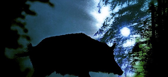 Höstdagjämning och vildsvin (1/2)