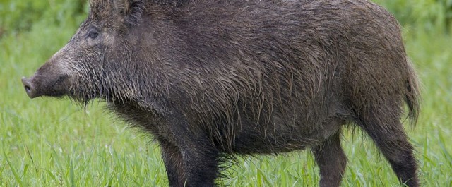 Höstdagjämning och vildsvin (2/2)