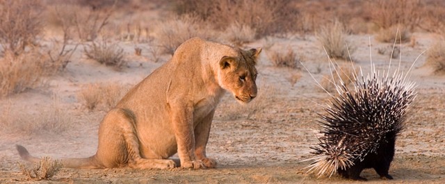 von Kuehnelt-Leddihn – krig och monarki