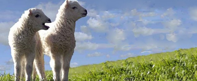 Politiskt korrekt raskonservatism