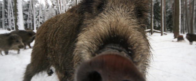 Hollywood, en sminkad gris