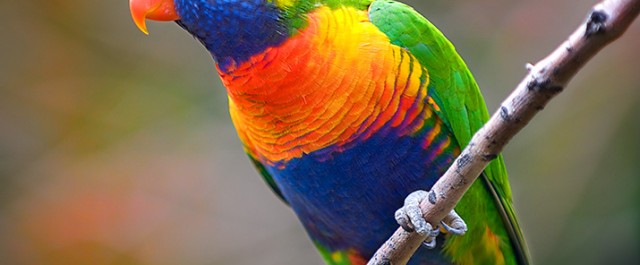 Populärkulturkritik II – HBTq-frågan som symbol