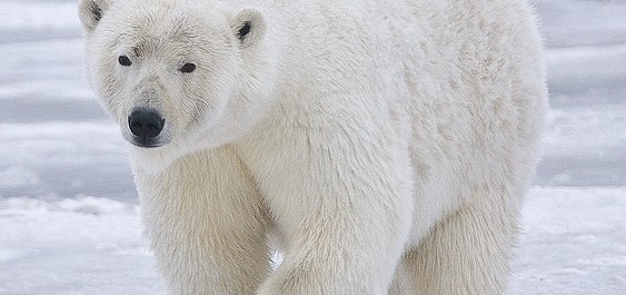 Ödun med isbjörnen