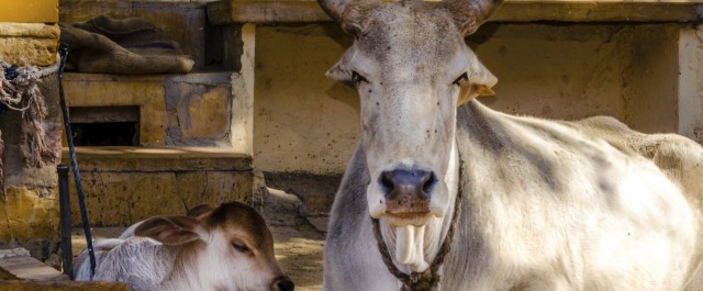 Den indo-europeiska boskapsstöldsmyten