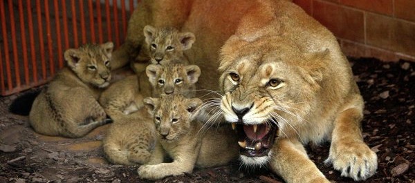 Upplopp i Nederländerna