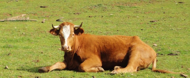 Lästips: Rune Lanestrand