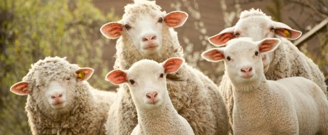 En väljarkår av får – Sam Francis om den moderna väljaren