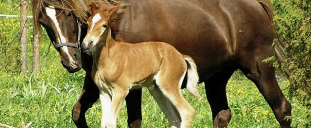 Peter King – Här och nu