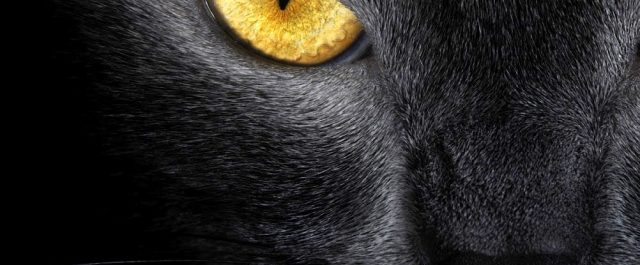 André Iskra Jönsson – Panteon