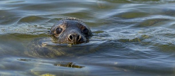 Svenska landskapskynnen – Västkusten och Göteborg