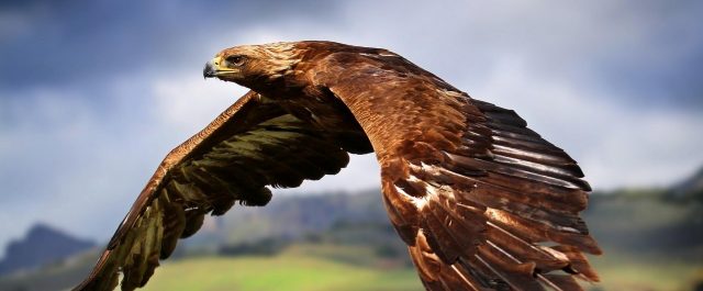 Julius Evola som metapolitiker