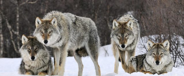 James Lafond – Bloodsong of the Nords