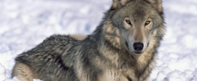 Lästips: Marx och ottomanerna