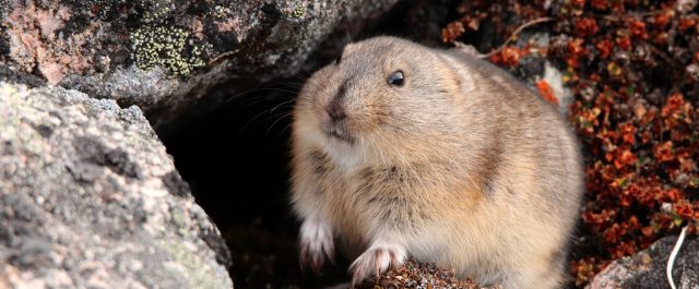 Lästips: Viktimokratin