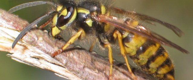 Bland getingar, sykofanter och näthatsgranskare