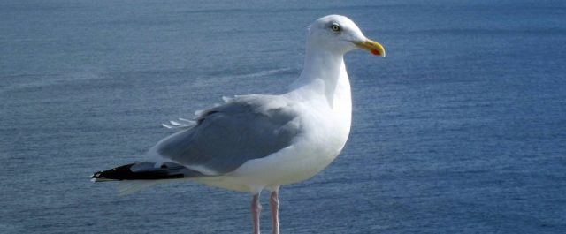 Thomas Nydahl – Ett huvud är mer än fyrahundra struphuvuden