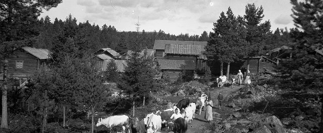 Dan Korn – Mot strömmen