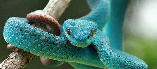 Fabeln om bonden och huggormen