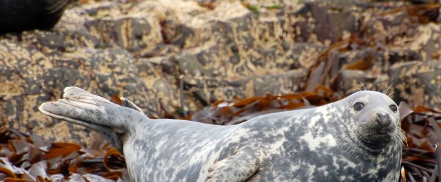 Philip Cafaro om invandring, patriotism och natur