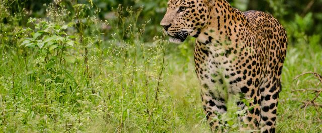 James LaFond – Taboo You