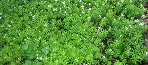 En stjärnhimmel är jorden…