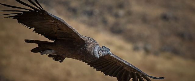 Lästips: James Lafond – Last Whiteman