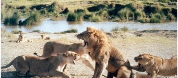 Den vänsterauktoritära personligheten