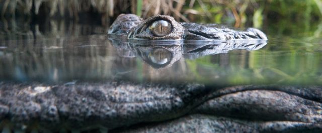 Fyra nivåer av Trollmyr