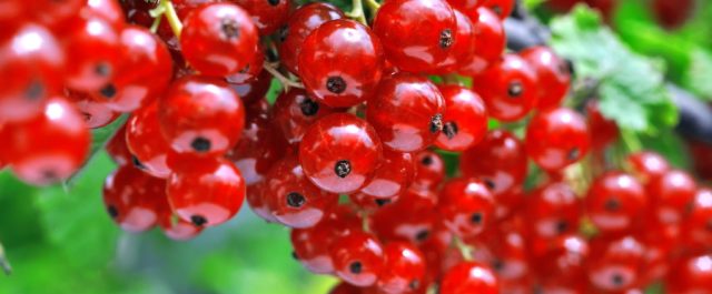 Smyge, sommaren 1973