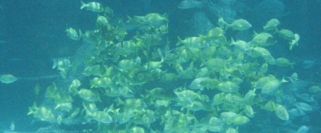 Graham Hancock och den forntida katastrofen