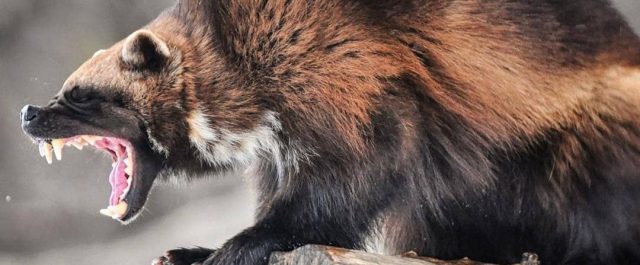 Germanska mårdkrigare