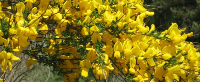 Pengarnas logik 15 – Pengarnas frihet