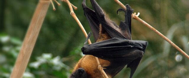 Lästips: Wokehögerns vara eller icke vara