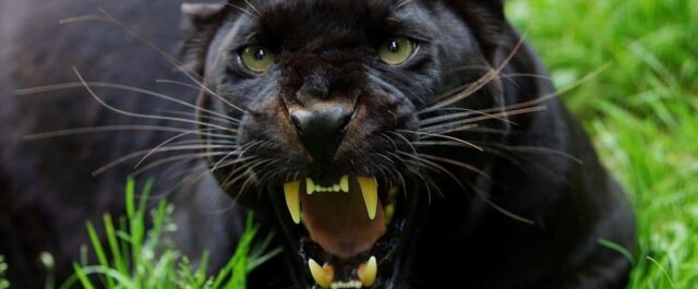 Lästips: Radical Chic